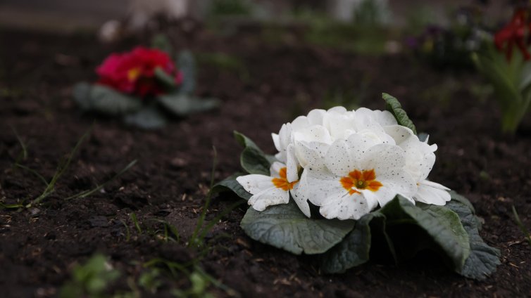 Студен въздух нахлува утре, на места ще превалява дъжд