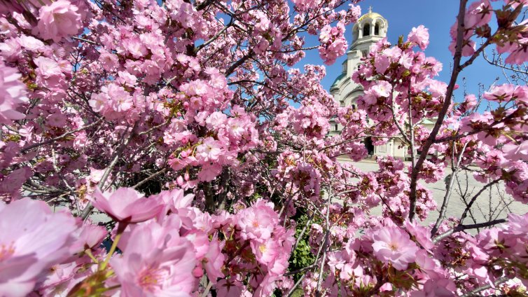 В кадър: Магията на японските вишни &bdquo;Сакура&ldquo; завладя столицата