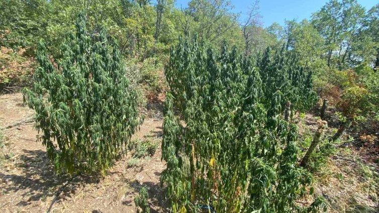 Полицията откри и унищи близо тон канабис