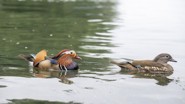 5 птици, които са ни на късмет