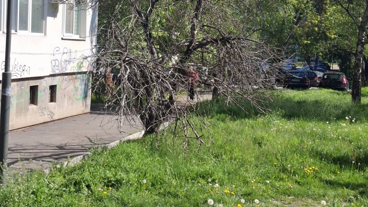Сигналите ви: Избуяла трева, опасни дървета, надвиснали клони