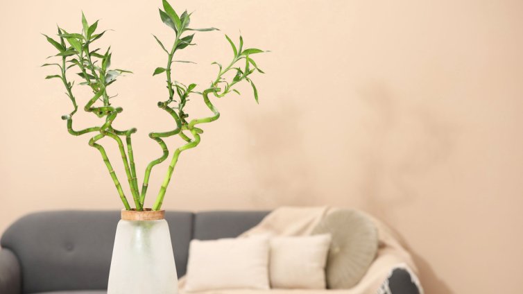 5 цветя за късмет, които да имате в дома си през 2026 г.