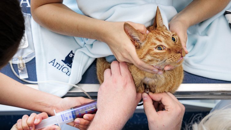 Котките също страдат от деменция като хората