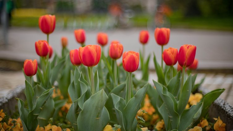 Слънчево начало на седмицата преди новото застудяване