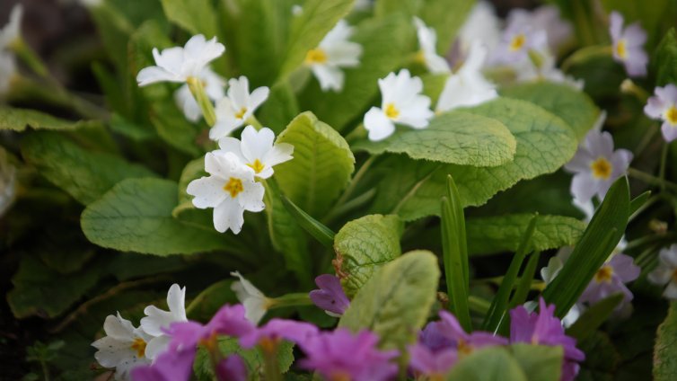 Пролетта идва днес в 16:46 часа, студена и с дъжд 