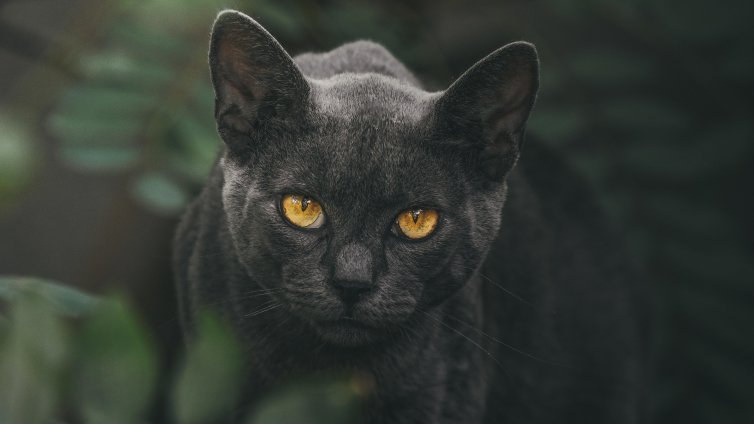 Голяма котка, приличаща на пума, беше забелязана край Варшава