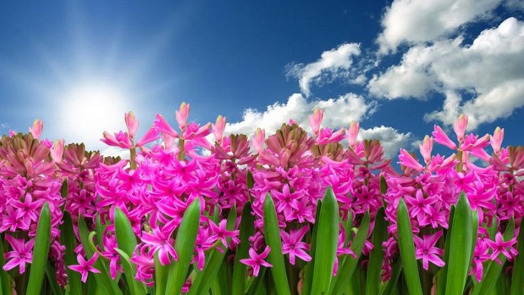 Слънчево ще е времето утре с температури до 18&deg;