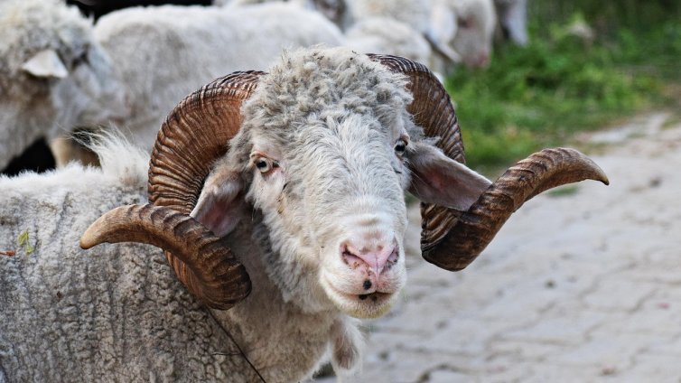 Дебютира нова модна колекция от вълна от...“гей кочове” СНИМКИ
