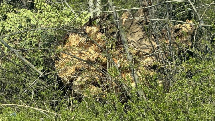 Дърво падна върху кола в центъра на Русе