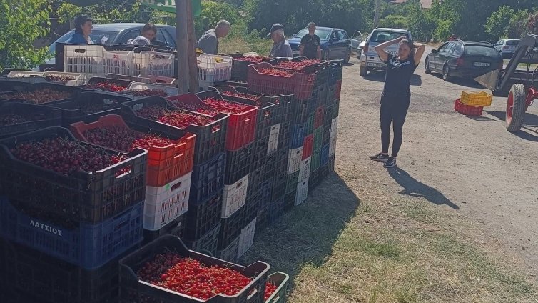 Кюстендилската череша тръгва към пазара по 0.80 цента за кило