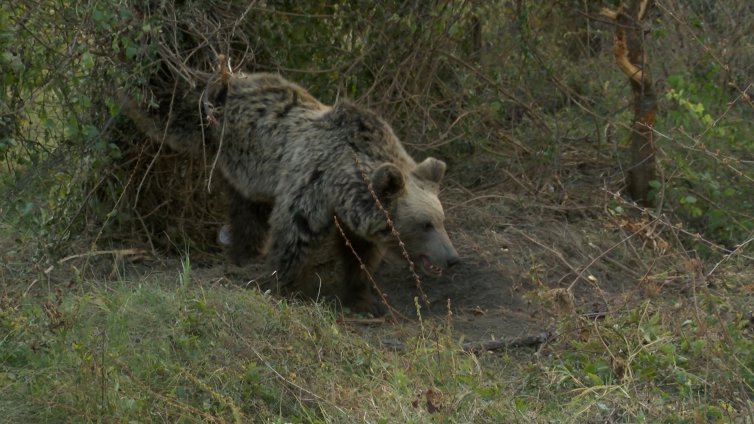 Шест сигнала за нападения на мечки от началото на август