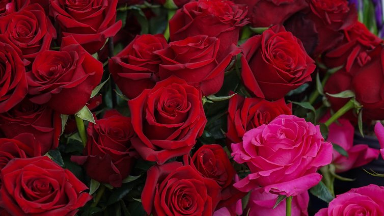 Гранични полицаи подариха цветя на дами, минаващи през ГКПП-тата