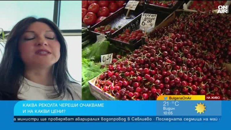Станаха лукс: Българите масово купуват по 100&ndash;300 грама череши, само за опитване ВИДЕО