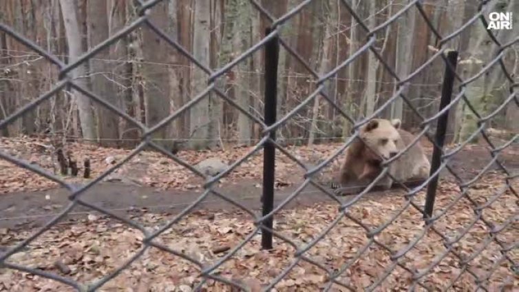 Мечките в Белица се събуждат от зимен сън