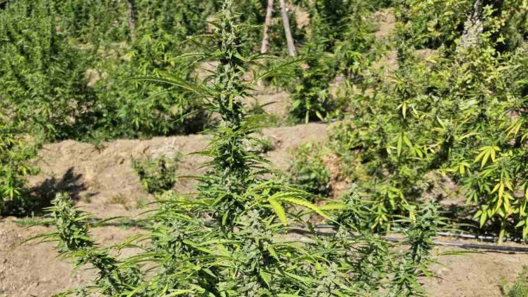 Полицията в Гоце Делчев ще използва дрон, за да търси ниви с канабис