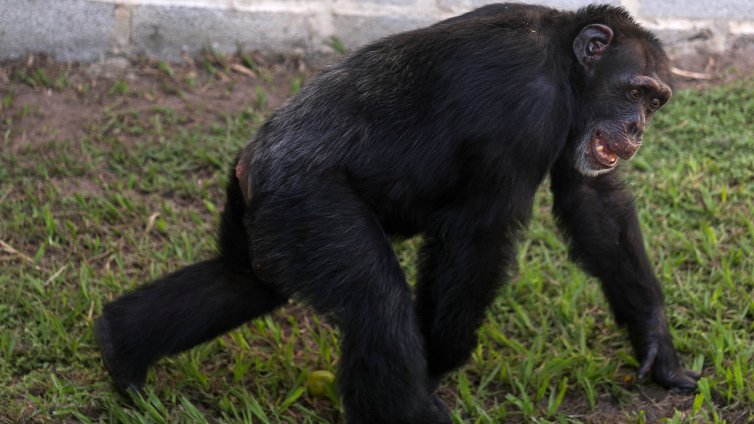 Дали и защо шимпанзетата умишлено търсят алкохол?
