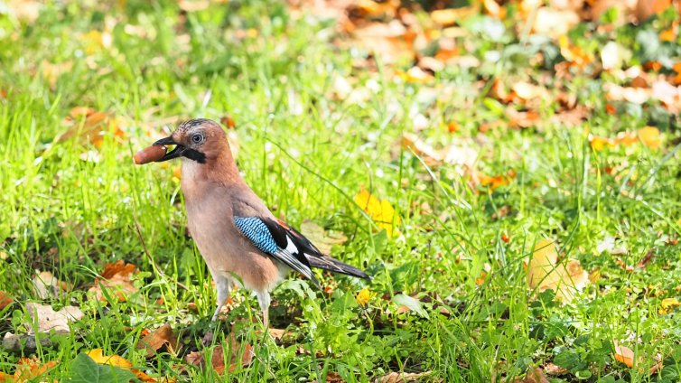 Новата седмица започва с облачно време, вятърът стихва