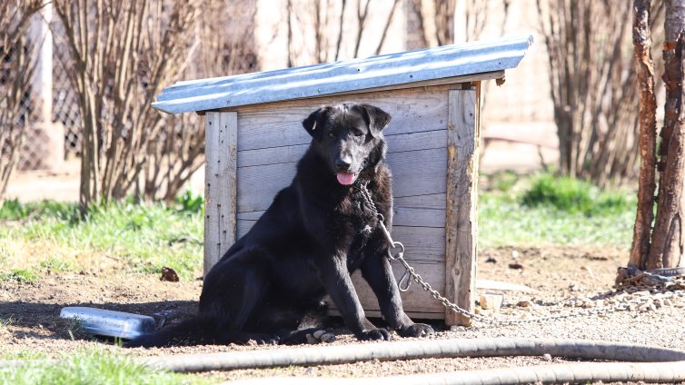 Стопанин влезе с взлом в приют, за да вземе кучето си