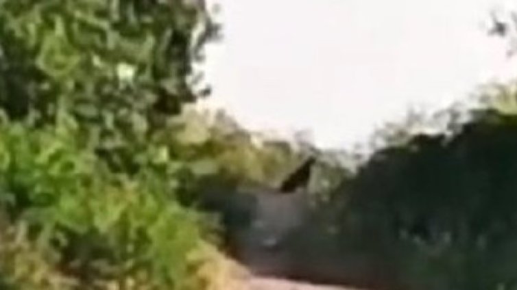 Над 100 души издирват пантерата в Шумен, търсят кой я е отглеждал