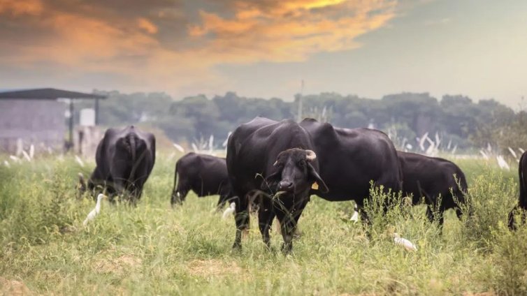 Ще убием ли сега шест невинни македонски говеда?