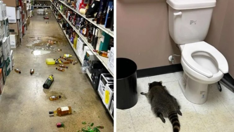 Пияният енот, който вилня в магазин за алкохол, е сериен крадец 