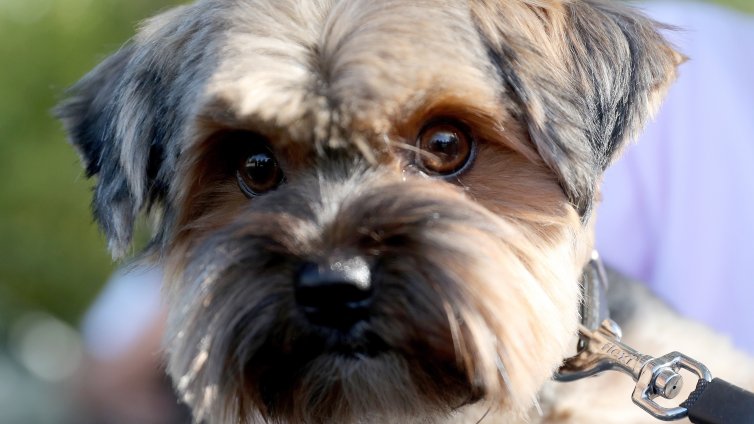 Пияна французойка изхвърли куче от шестия етаж в Несебър, било болно