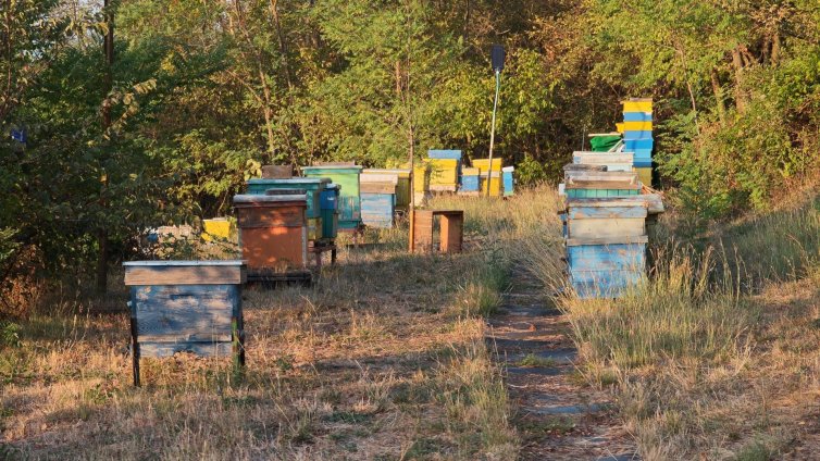 Мечки тормозят казанлъшкото село Ясеново, унищожени са над 100 кошера и овошки