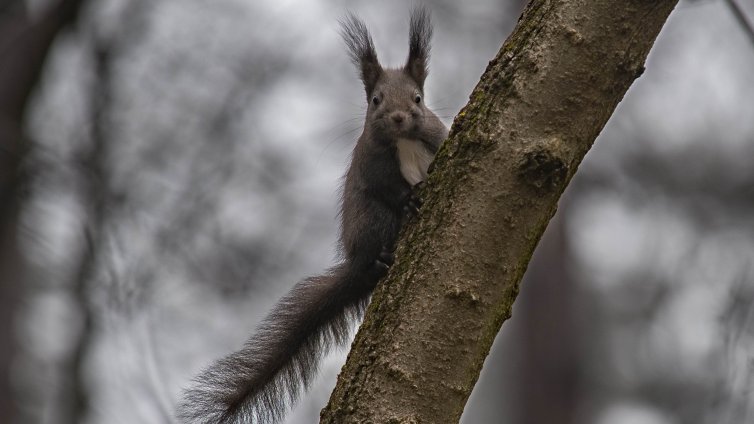 Отложете туризма в планините, студено и мъгливо е