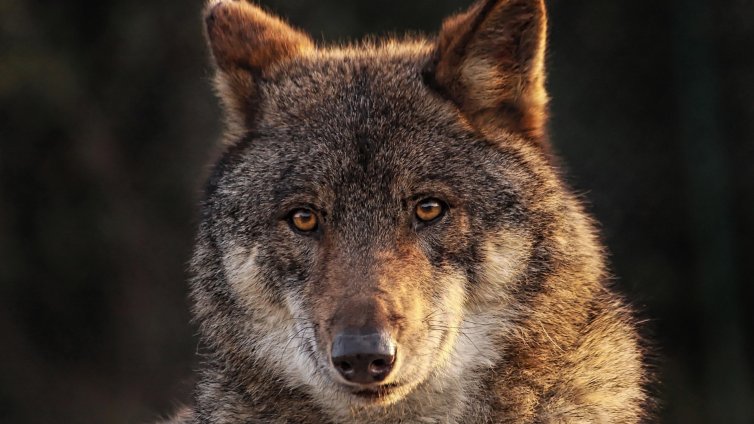 Вълк ухапа жена в търговски район на Хамбург