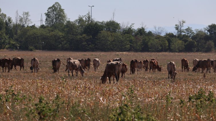 Неизвестни отмъкнали 10 крави, теле и биче в село Брестница