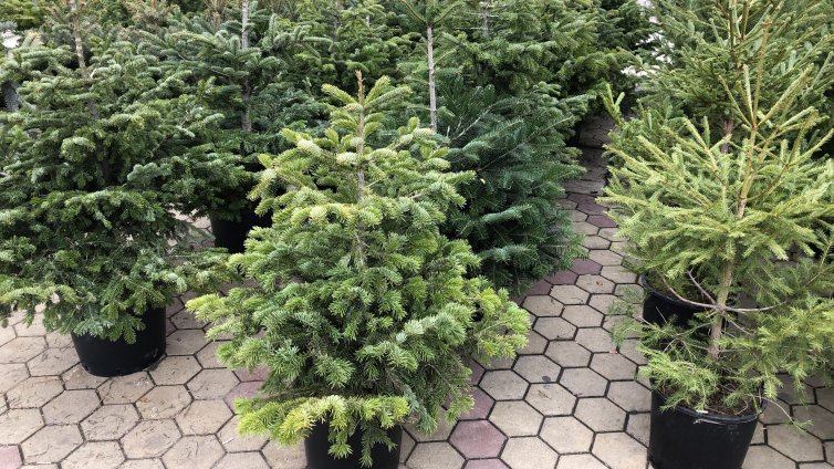 От 40 лева започва цената на елхите за празниците