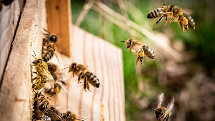 В Деня на пчелите: DEVIN Изворна печели второ злато за чиста околна среда и биоразнообразие