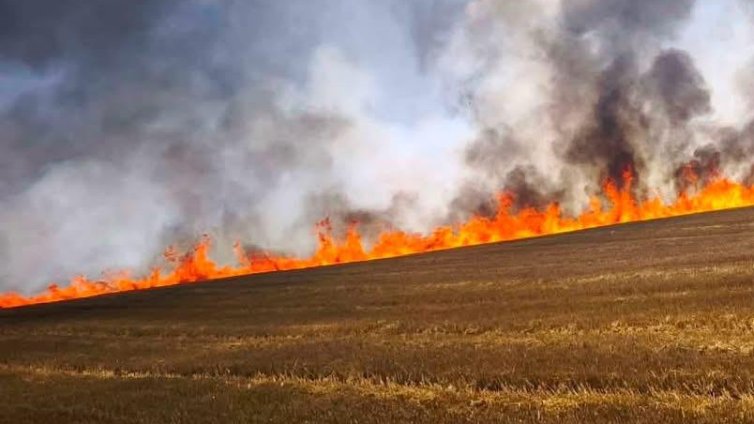 50 пожарникари се борят с пожар край Асеновград (СНИМКИ)