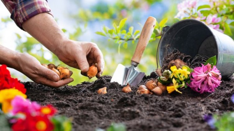 Растения, които да засадите през октомври, за красива градина напролет