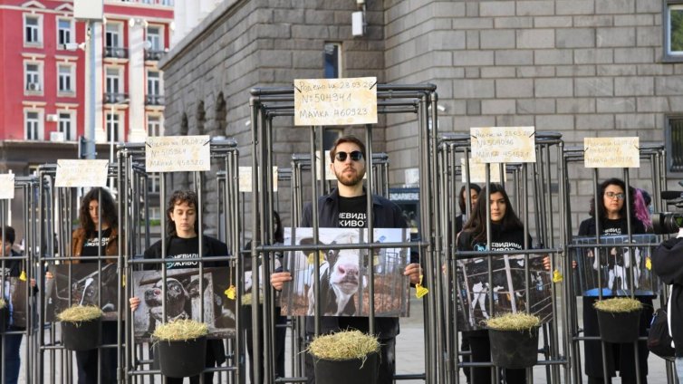 В защита на телетата: хора в клетки посрещнаха депутатите СНИМКИ