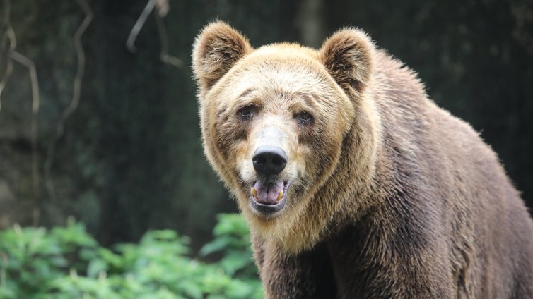 Първата кафява мечка, претърпяла мозъчна операция, се събуди от зимен сън