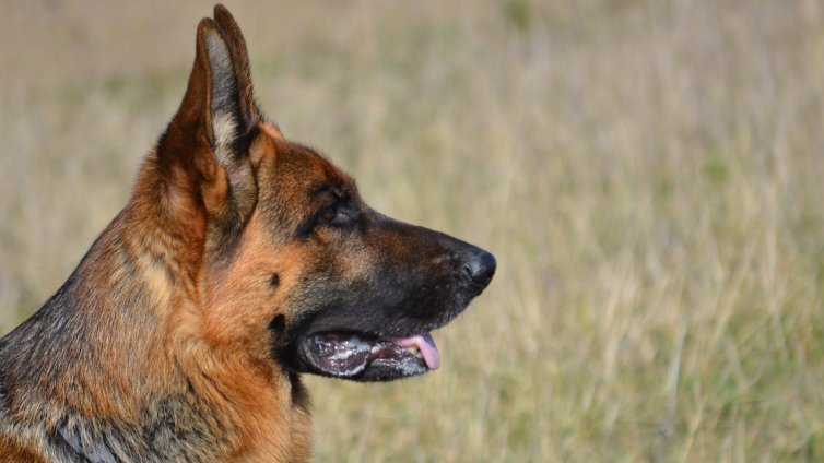 Куче с мисия: Панчо показа как се прави сърдечен масаж ВИДЕО