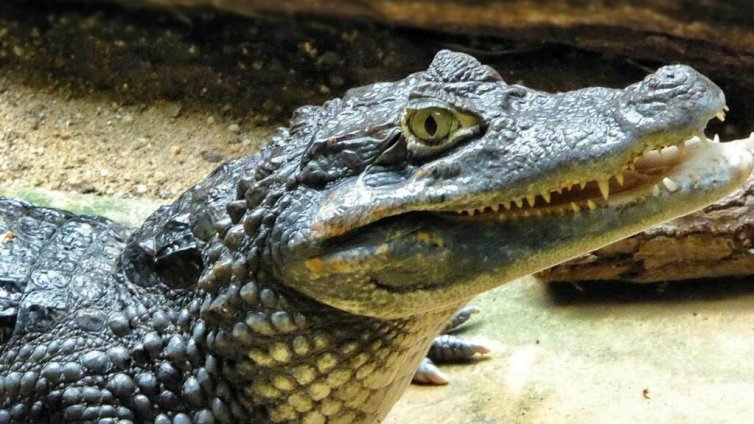 Традиция: Мексикански кмет се ожени за кайман