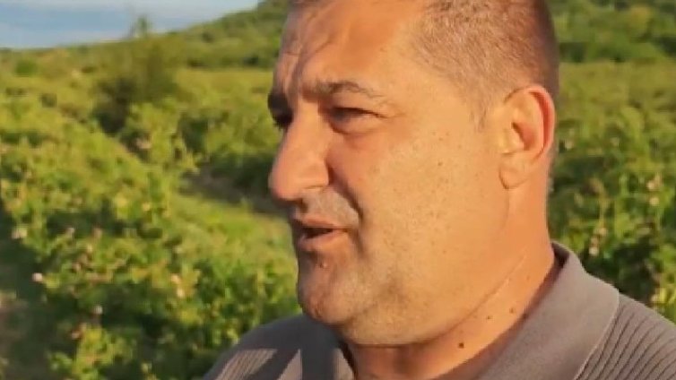 Ниски цени и лошо време съпътстват розобера