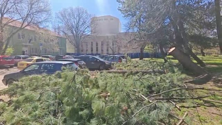 Дървета се срутиха върху коли в София ВИДЕО