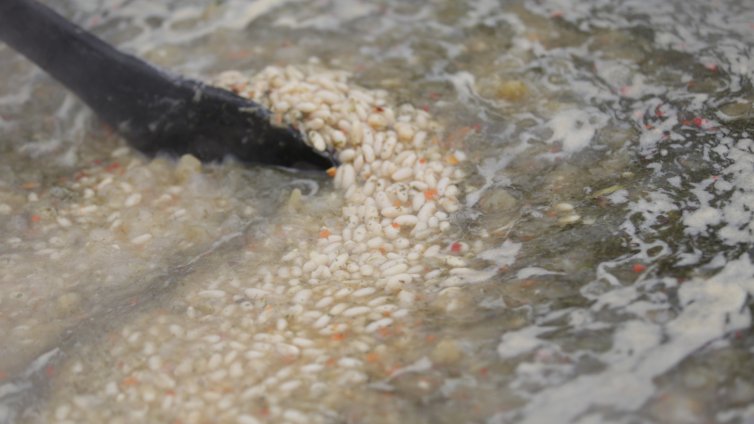 Рекорд: Смилянският боб удари цена от 25 лв. за килограм