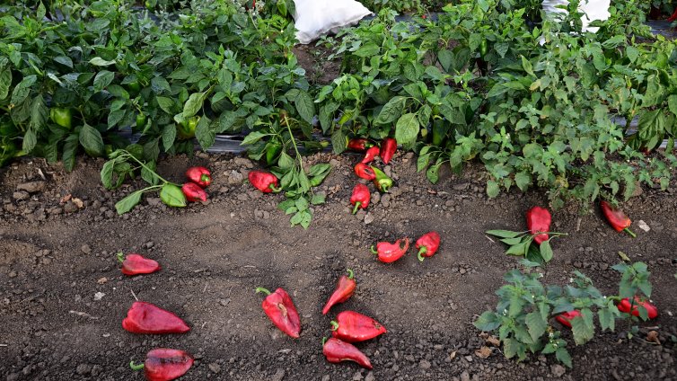 Изтеглиха македонски чушки от пазара в Хърватия заради опасен пестицид