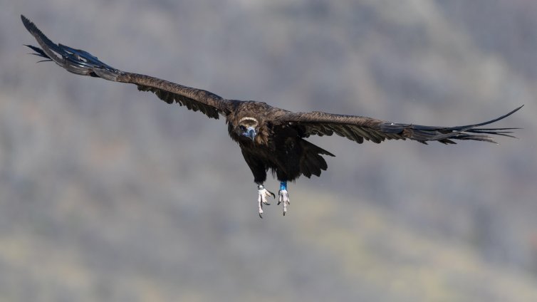 Освободен през пролетта черен лешояд е загинал от токов удар