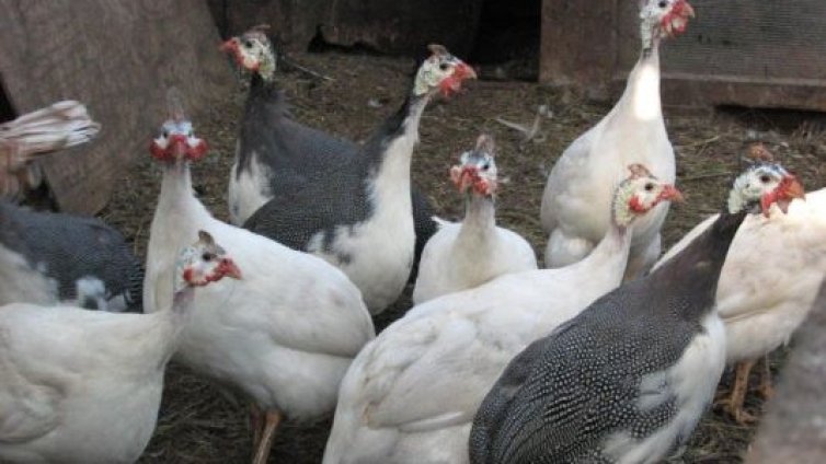Огнище на птичи грип е установено във ферма за патици в димитровградско село 