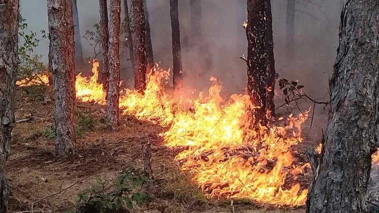 Пожарът в Национален парк "Рила" е локализиран