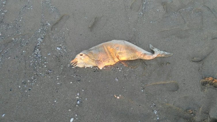Мъртви делфини на плаж в Шкорпиловци