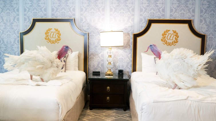 Пуйките, които ще бъдат помилвани в САЩ, са настанени в луксозен хотел ВИДЕО