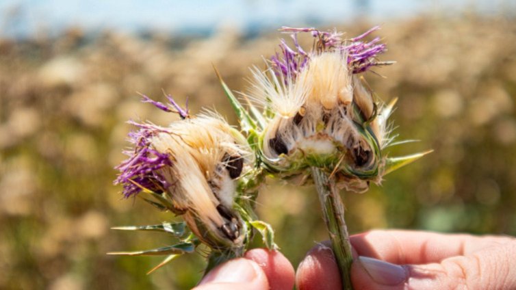 Силтона - най-големия производител на Бял трън в България