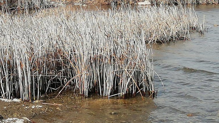 Вземат проби от водата на Шабленското езеро заради мъртвите птици
