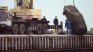 Зловещо: Човешки останки във „Фолксвагена“, изваден от морето